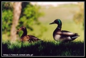 Kaczki spaceruj�ce po ogrodzie seminaryjnym. (fot. Tomasz Moch)
